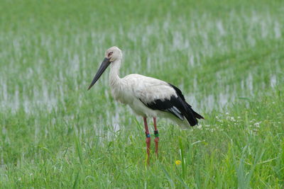 Close-up of bird on grass