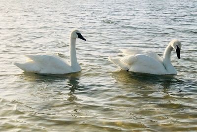 Swans swimming in lake