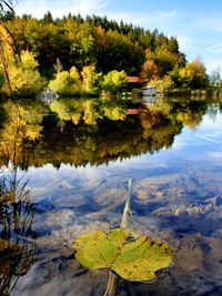 Scenic view of leaves floating on lake