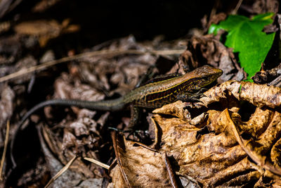 Close-up of lizard on field