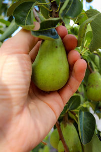 Close-up of hand holding fruit