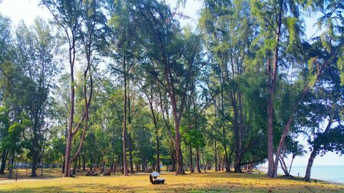 Trees growing on landscape