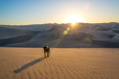 Low angle view of dog on sand dune