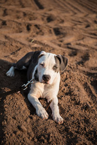 High angle view of dog sitting on sand