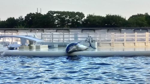 Swan swimming in pool