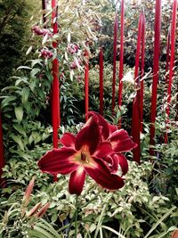 Close-up of red flowers blooming outdoors