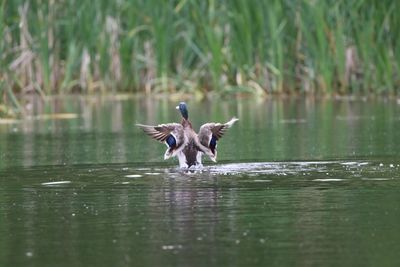 Male mallard flapping wings on a  lake
