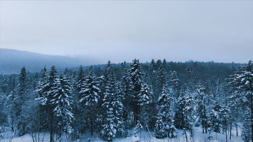 Pine trees on snow covered land against sky