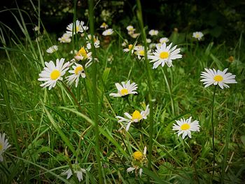 Close-up of white daisy flowers blooming in field