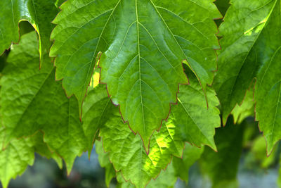 Close-up of green leaves