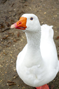 Close-up of bird on white background