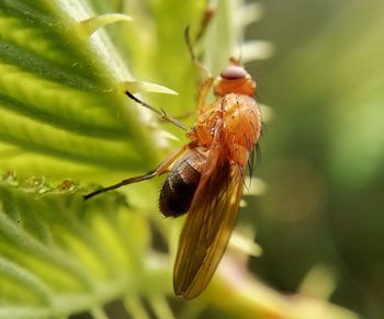 Close-up of insect on flower