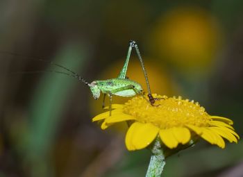 Close-up of cricket insect on yellow flower