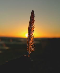 Close-up of feather against sky during sunset