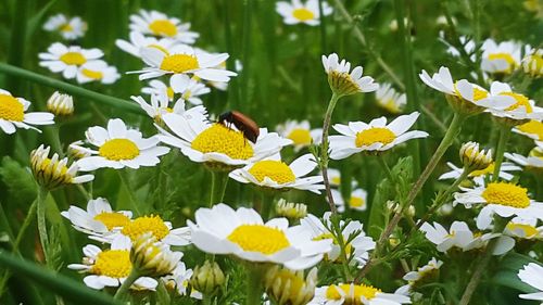 Close-up of honey bee on yellow flowers