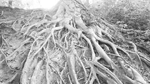 Close-up of roots on tree trunk
