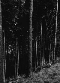 View of trees in forest