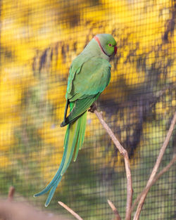 Close-up of parrot perching on tree