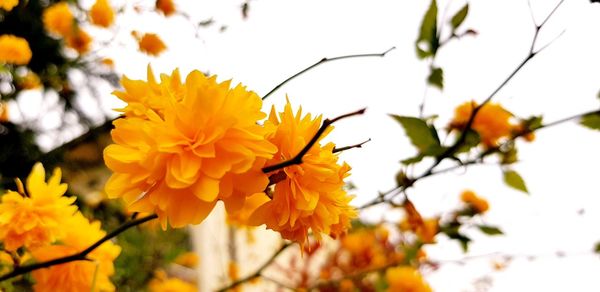 Low angle view of yellow flowering plant