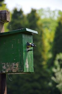 Close-up of bird perching on wooden post