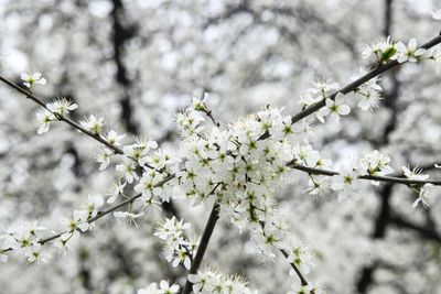 Close-up of white cherry blossoms in spring