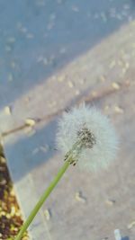 Close-up of dandelion against blurred background