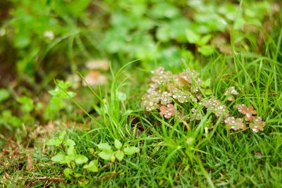 Close-up of flowers growing on field