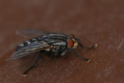 Close-up of fly