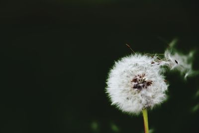 Close-up of dandelion flower