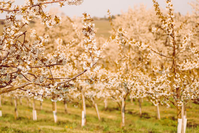 Cherry blossoms on field