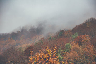 Trees on landscape against sky during autumn