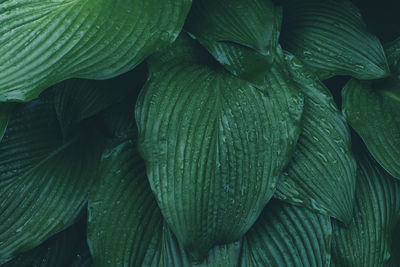 Hosta leaves stained glass covered with water drops after rain, background leaves photo