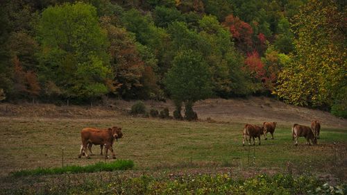 Horses grazing in a field