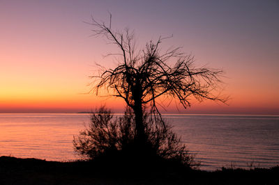 Silhouette tree on beach against sky during sunset
