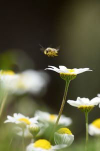 Close-up of white flowers blooming