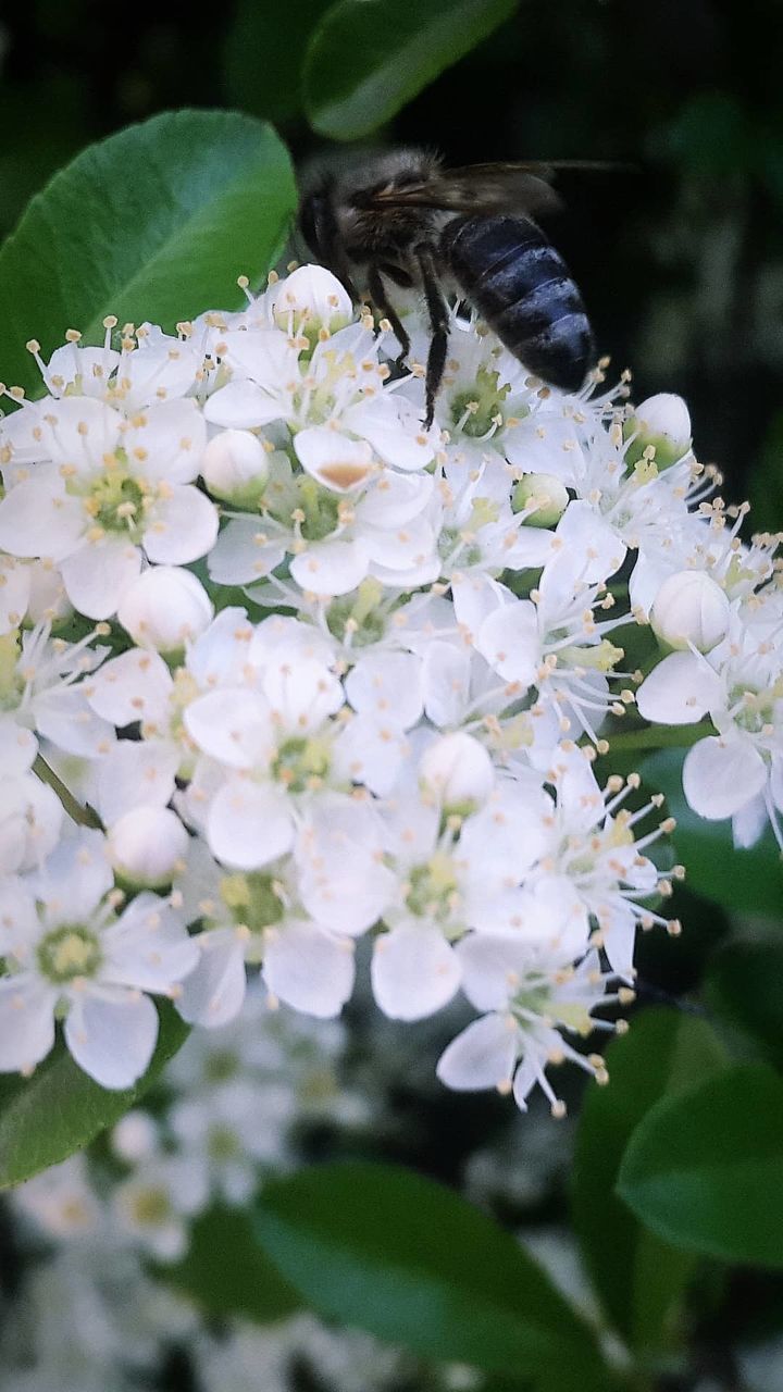 CLOSE-UP OF INSECT POLLINATING ON FLOWER