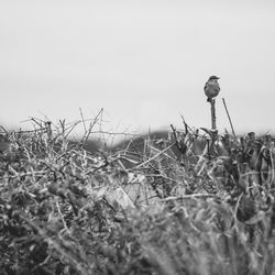 Low angle view of plants on field against sky