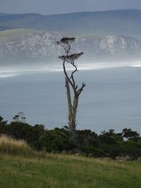 Scenic view of tree against sky