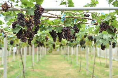 Grapes growing in vineyard