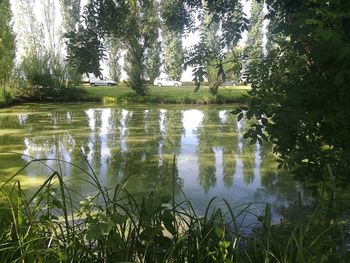 Scenic view of lake in forest