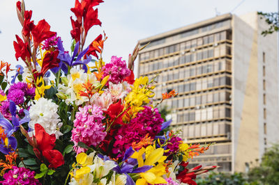 Close-up of flowering plants against building