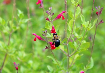 Close-up of red flower hanging on plant