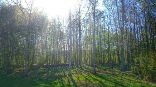 Scenic view of trees in forest