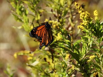 Close-up of butterfly pollinating flower