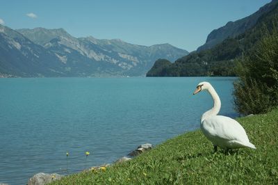 Swan on lake by mountains against sky
