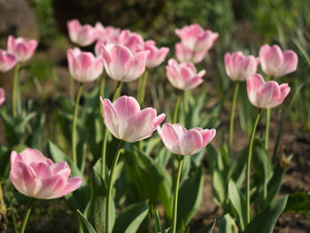 Close-up of pink flowering plants