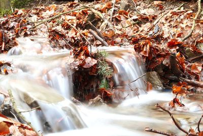 Close-up of water flowing through rocks in forest during autumn