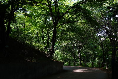 Trees in forest