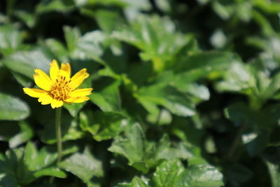 Close-up of yellow flowering plant