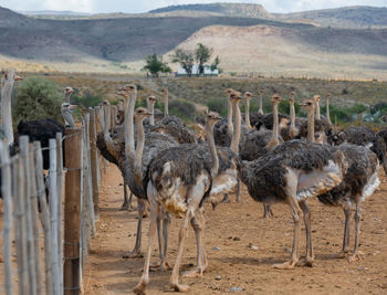 African ostriches at an ostrich farm in the semi desert landscape of oudtshoorn, south africa